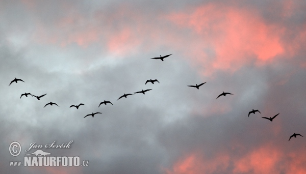 Cormorano comune