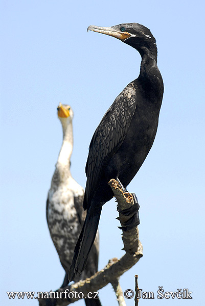 Cormorano neotropicale olivaceo