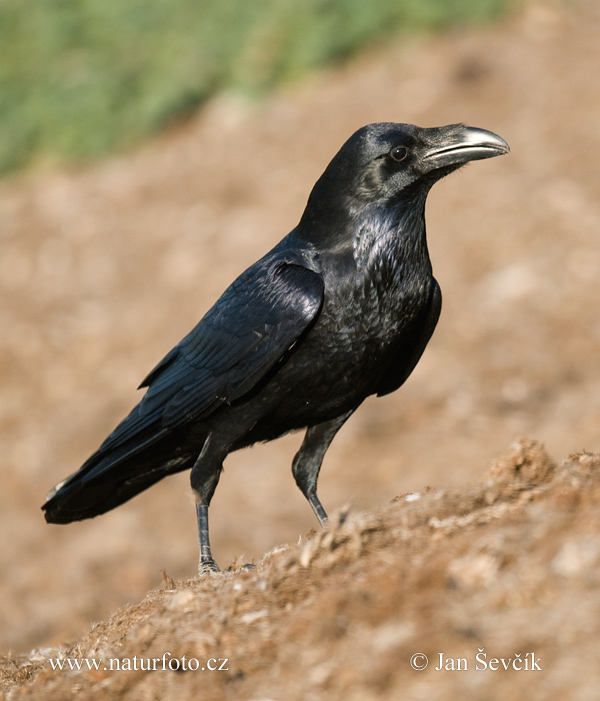 Corvus corax