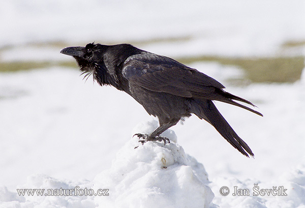 Corvus corax