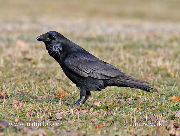 Corvus corax