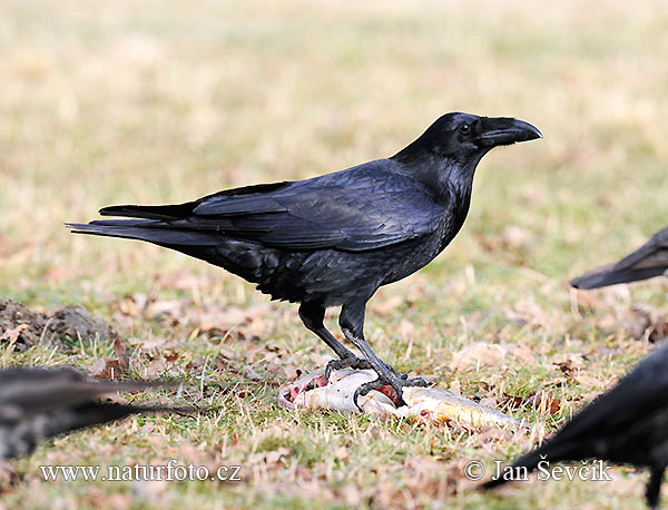 Corvus corax