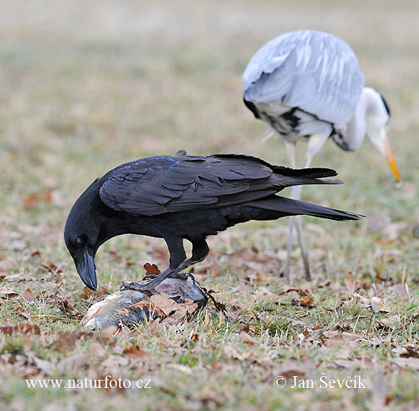 Corvus corax