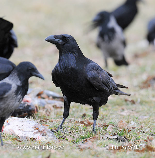 Corvus corax