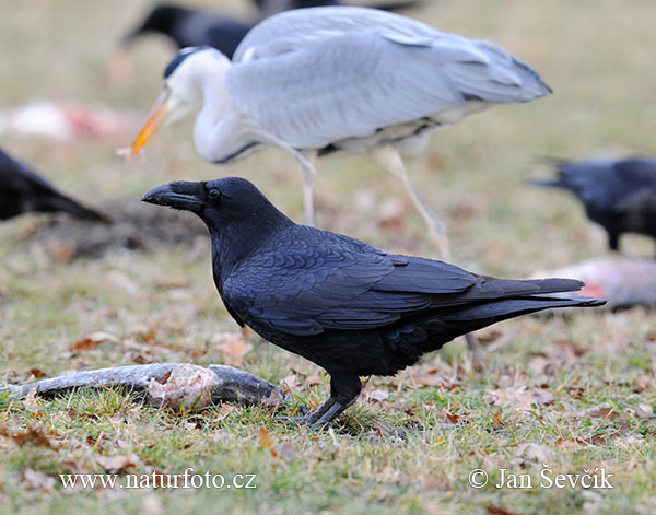 Corvus corax