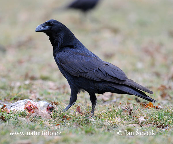 Corvus corax