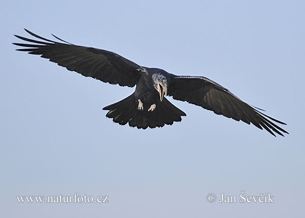 Corvus frugilegus