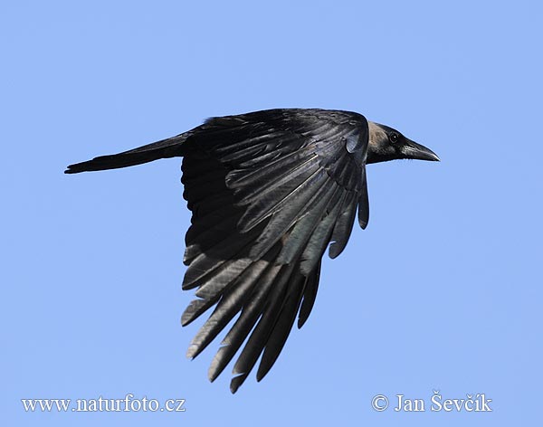 Corvus splendens