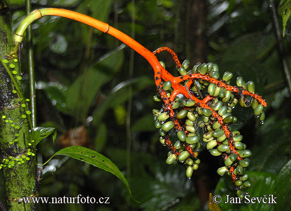 Costa Rica