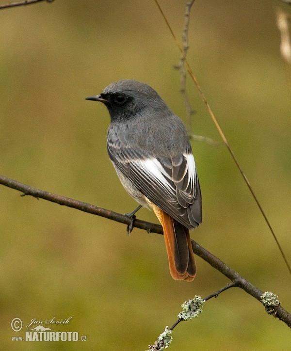 Cotxa fumada