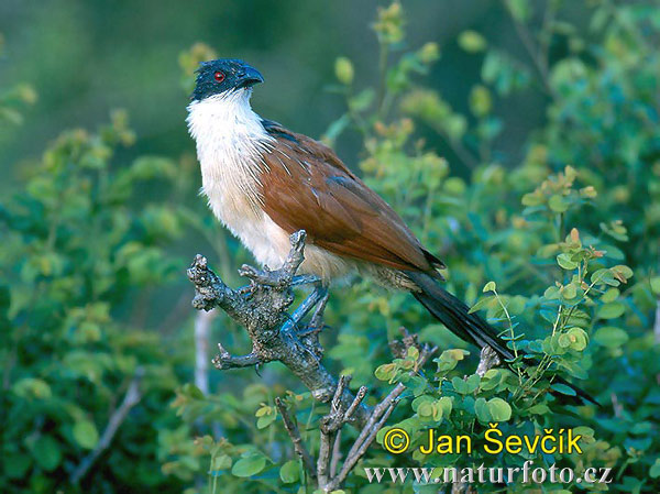 Coucal de Burchell