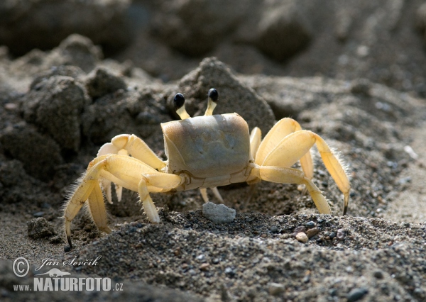 Crab (Crab sp.)