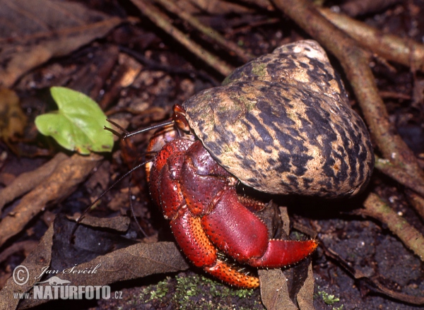 Crab (Coenobita sp.)