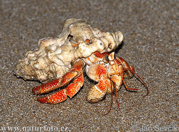 Crab (Coenobita sp.)