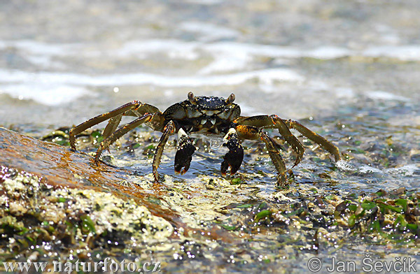 Crab sp.