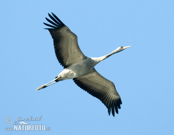 Crane (Grus grus)