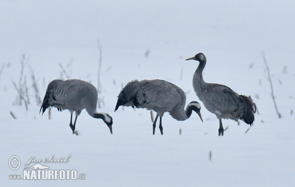 Crane (Grus grus)