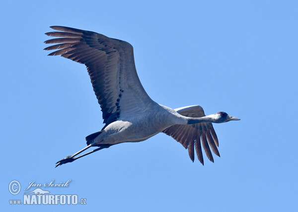 Crane (Grus grus)