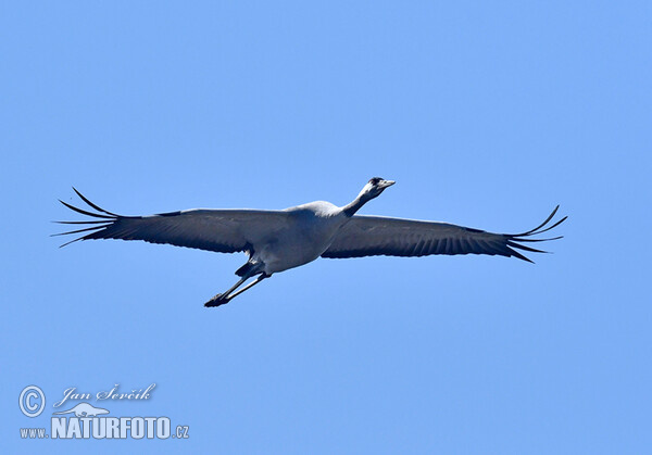 Crane (Grus grus)