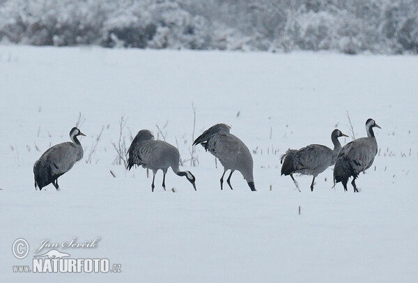 Crane (Grus grus)