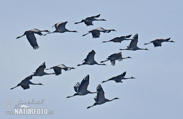 Crane (Grus grus)