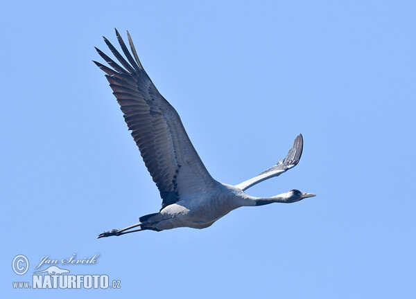 Crane (Grus grus)