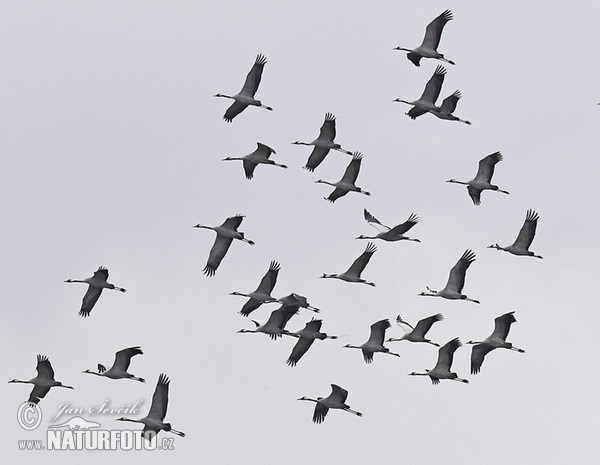 Crane (Grus grus)