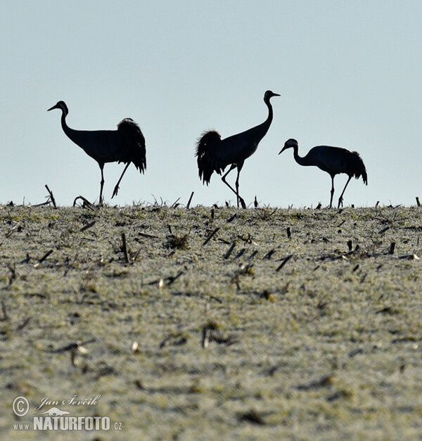 Crane (Grus grus)