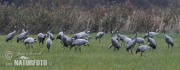 Crane (Grus grus)