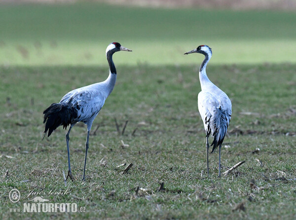 Crane (Grus grus)