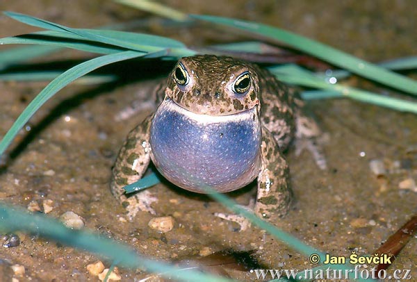 Crapaud calamite