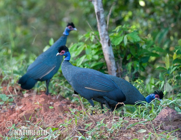 Crested Guineafowl (Guttera pucherani)