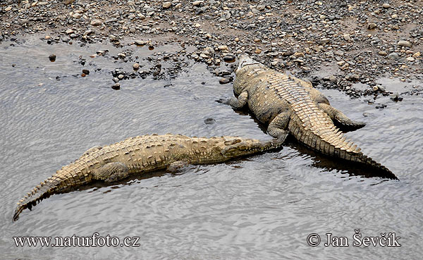 Crocodile américain