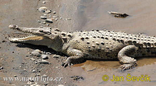 Crocodile américain