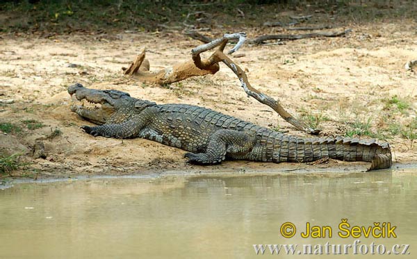 Crocodile des marais