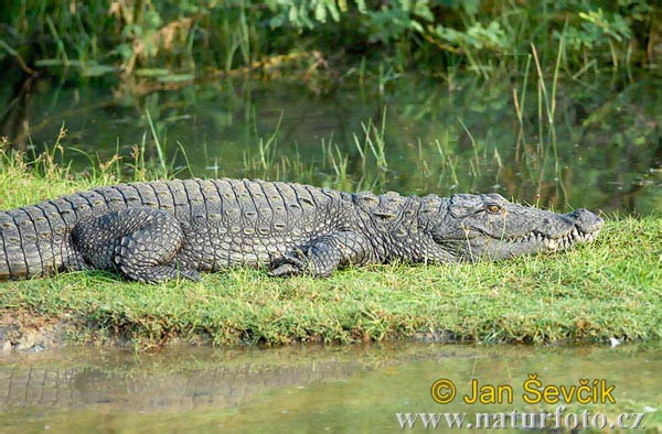 Crocodile des marais