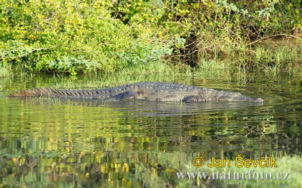 Crocodile des marais