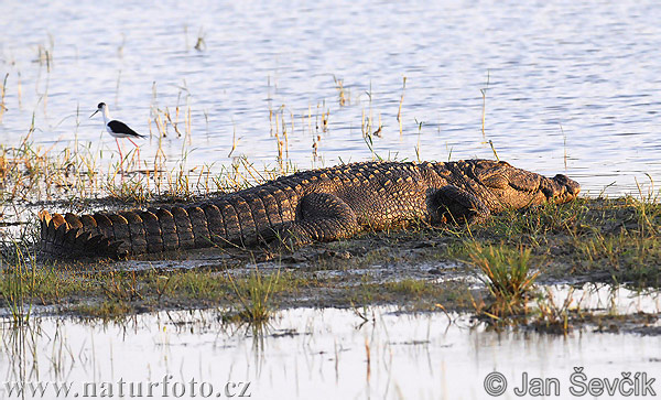 Crocodile des marais