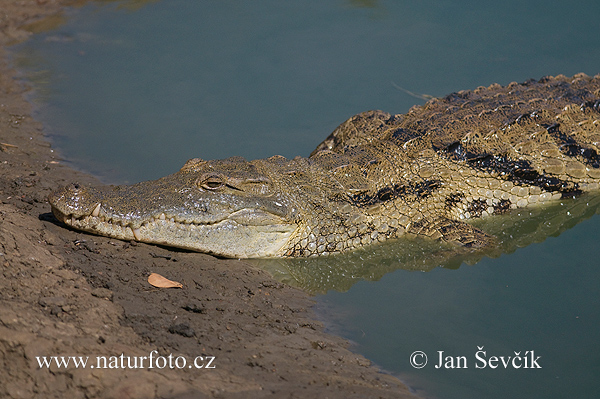 Crocodile du Nil