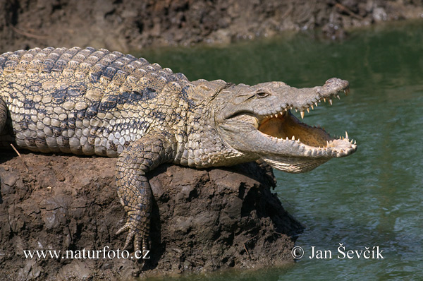 Crocodile du Nil