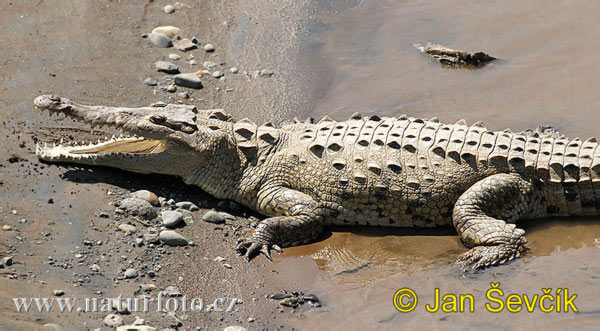 Crocodilo-americano