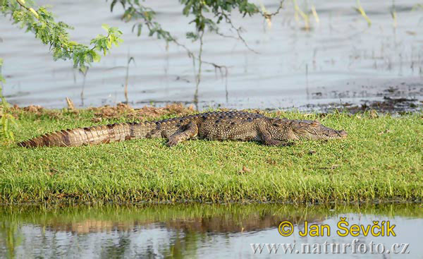 Crocodilo-persa