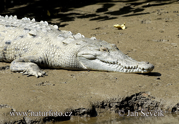 Crocodylus acutus