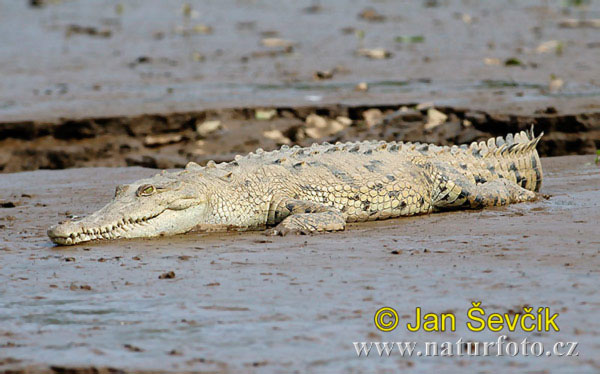 Crocodylus acutus