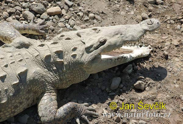 Crocodylus acutus