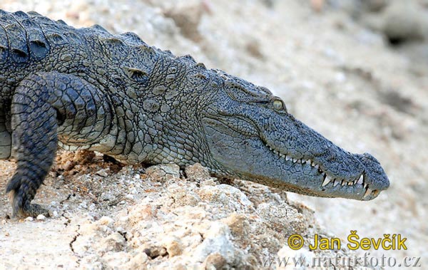 Crocodylus palustris