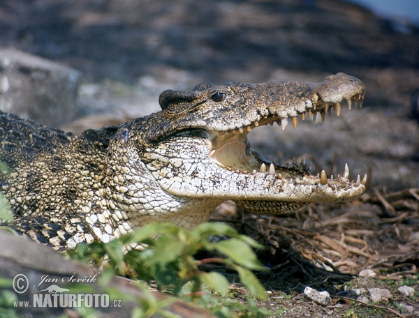 Crocodylus rhombifer