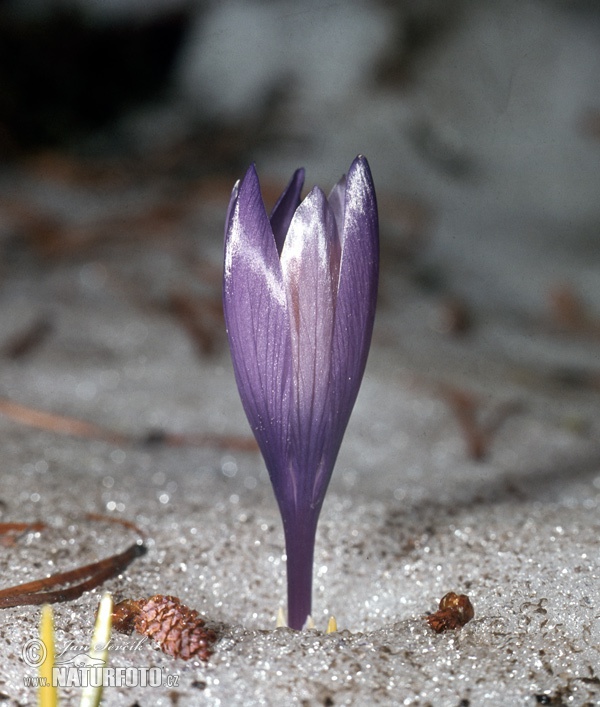 Crocus heuffelianus