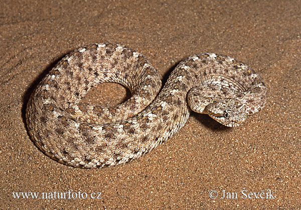 Crotalus cerastes