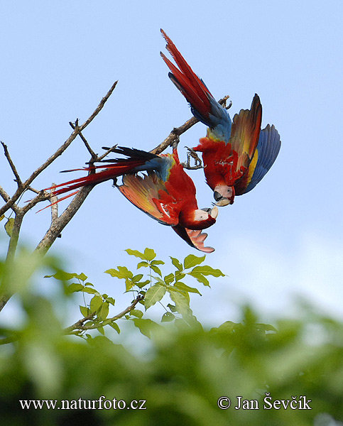 Crveno-modra ara